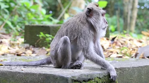 Monkey sitting in a sacred monkey forest. Ubud, Bali, Indonesia Stock Footage 48932304