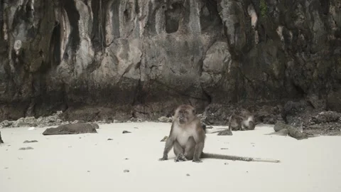 Monkey sitting on sand beach and couple monkey behind clear body Stock Footage 153508978