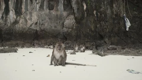 Monkey sitting on sand beach with waste plastic hanging in background mountain Stock Footage 153508914