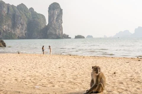 Monkey sitting on sandy beach with limestone cliffs background Фото