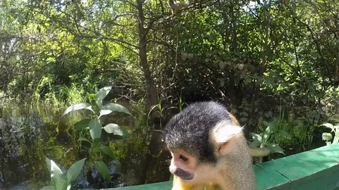 A monkey sitting on the side of a boat Stock-Footage 108876623