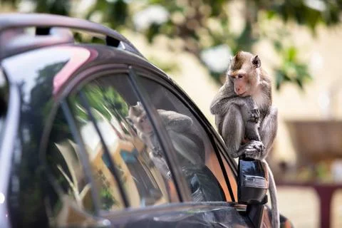 A monkey sitting on the side mirror of a car. Long-tailed macaque macaque Stock Photos