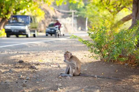 Monkey sitting on the side of the road. The streets of Bali. Stock Photos