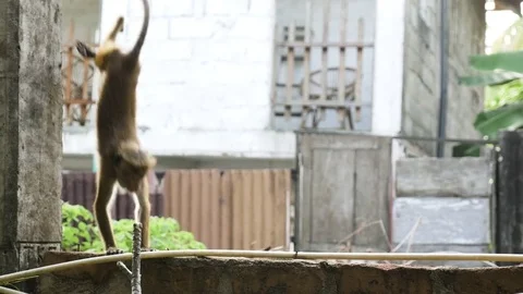 Monkey sitting on a sidewall Stock Footage 71564165