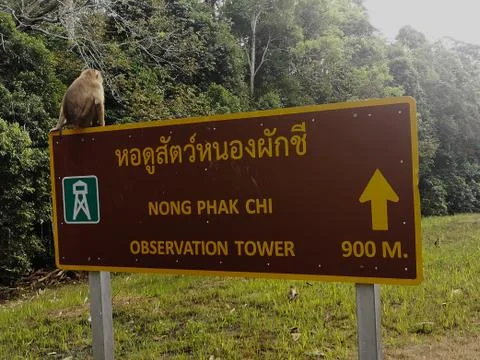 Monkey sitting on sign Stock Photos