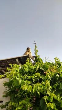 Monkey sitting on the solar panels of the building, blue sky background Stock Photos