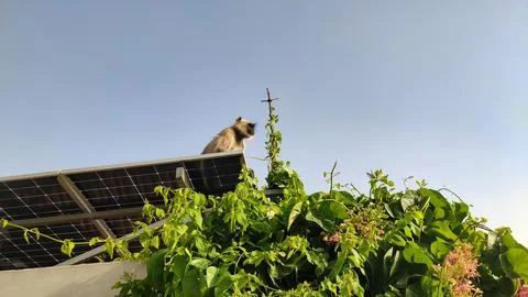 Monkey sitting on the solar panels of the building, blue sky background Stock Photos