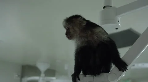 Monkey sitting on stand at veterinary clinic 스톡 동영상 67555684