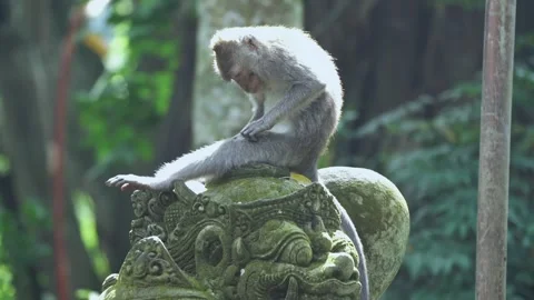 Monkey sitting on a statue in the Monkey Forest, Ubud, Bali, Indonesia. Stock Footage 271435824