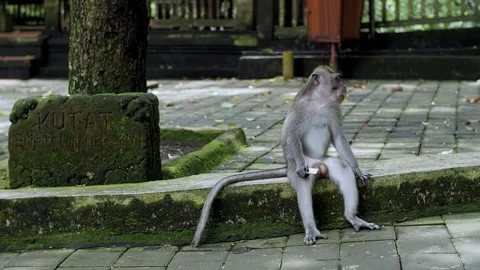 Monkey sitting on the step and eating Stock Footage 252670852