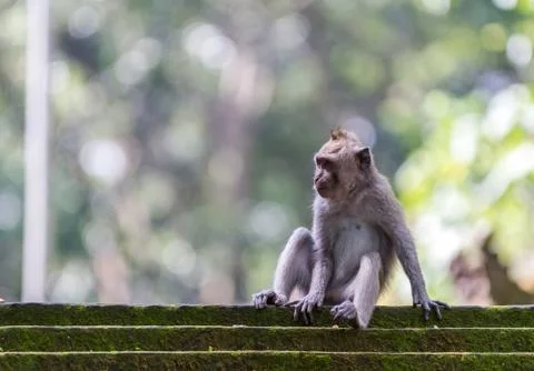 Monkey sitting on steps in ubud forest, bali Stock Photos
