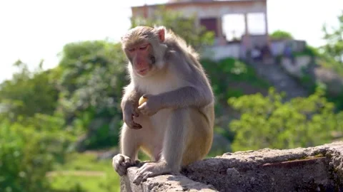 Monkey sitting on the stone and eating fruit Stock Footage 154622082