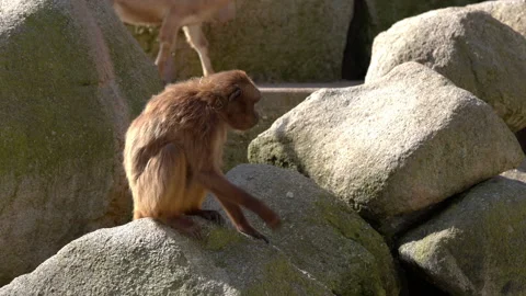 Monkey sitting on stone and looking around the environment in the zoo. Stock Footage 249509219