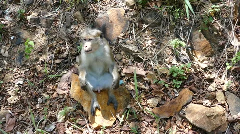 Monkey sitting on a stone looking around Stock Footage 62805886