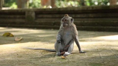 Monkey Sitting on Stone path Video stock 104417661