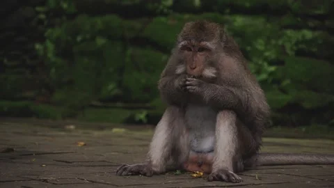 Monkey Sitting on Stone Path Inside Ubud Monkey Forest Bali Stock Footage 325510757