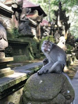 Monkey Sitting On The Stone Stock Photos