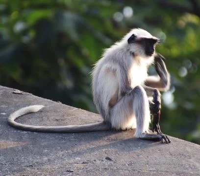 Monkey sitting on stone Stock Photos