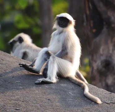 Monkey sitting on stone Stock Photos