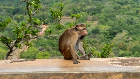 The Monkey Is Sitting On A Stone Plate With A Background Of Green Landscape Stock Photos