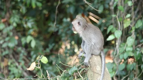 Monkey sitting on Stone post Stock Footage 104417654