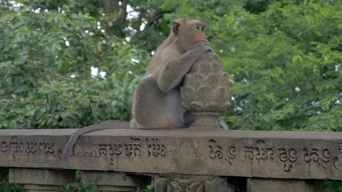 Monkey sitting on a stone railing ( close up ) Stock Footage 87692438