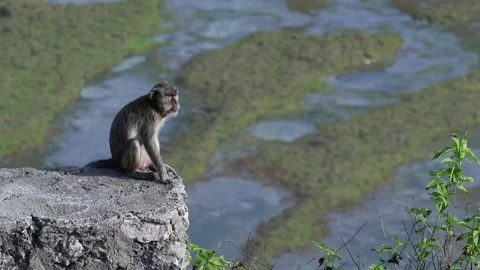 Monkey sitting on the stone on reef background Stock Footage 258272865