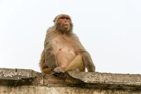 A monkey sitting on a stone slab on a white background. Stock Photos