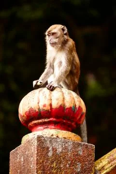 Monkey sitting on a stone structure 库存照片