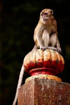Monkey sitting on a stone structure 库存照片
