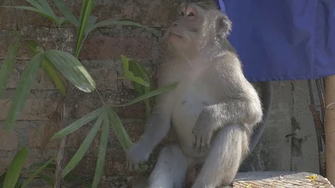 Monkey sitting on a stone in Ubud, Indonesia. 動画素材 90651144