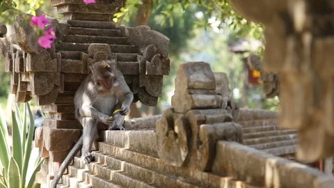 Monkey sitting on stone wall eating a leaf Stock Footage 104417664