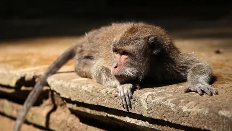 Monkey Sitting on Stone Wall Stock Footage 104417666