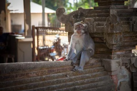 Monkey sitting on stone wall Stock Photos