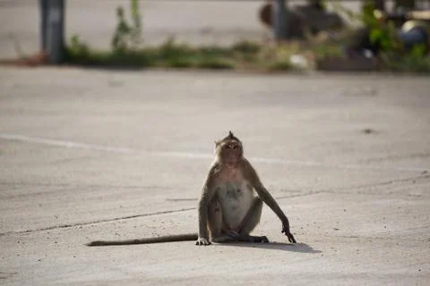 A monkey sitting on the street Stock Photos