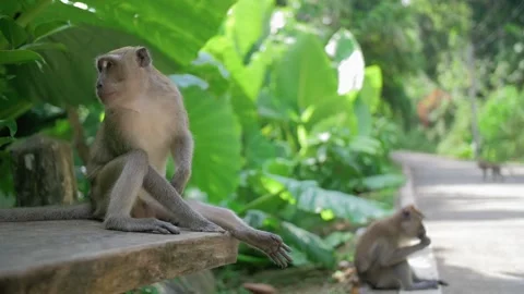 Monkey sitting on the street in thailand 스톡 동영상 247453032