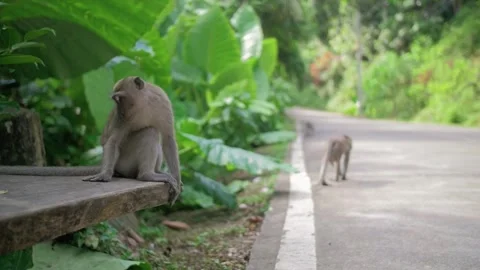 Monkey sitting on the street in thailand 스톡 동영상 247453110