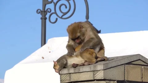 Monkey sitting in sun cleaning his child's body and the child lying comfortably Stock Footage 220083566