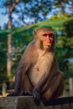 A monkey is sitting in the sunlight Stock Photos