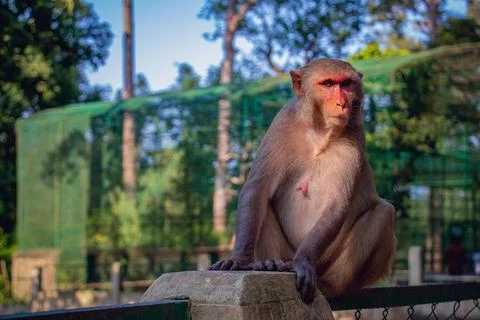 A monkey is sitting in the sunlight Stock-Fotos