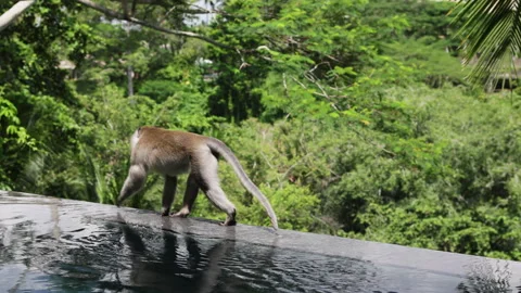 Monkey sitting on swimming pool. Video stock 275513489