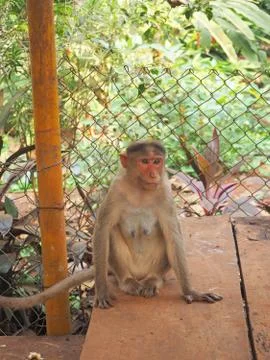 The monkey is sitting on the table. Stock Photos
