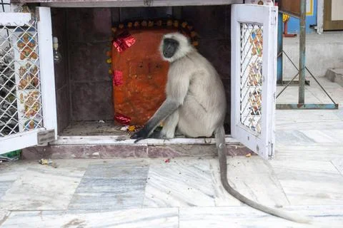 Monkey sitting in temple, pushkar, rajasthan, india, asia Copyright: xShiv... Stock Photos