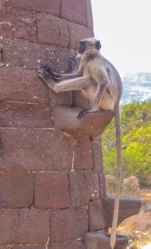 A monkey sitting on a temple's stone stone Stock Photos