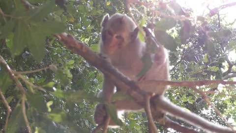 Monkey Sitting In a tree (4k) Stock Footage 83526193