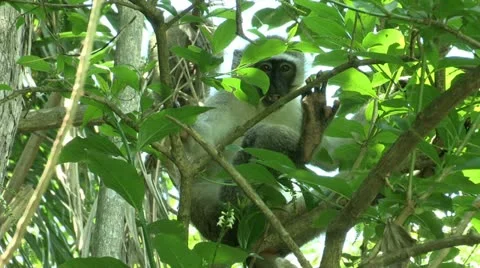 Monkey sitting in tree and eating leaves Stock Footage 11225335