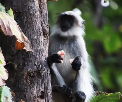 Monkey sitting on the tree and eating fruit Stock Photos