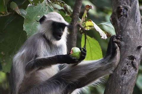 Monkey sitting on a tree and eating fruit Stock Photos