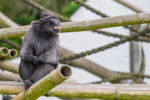 Monkey sitting on the tree and smiling Stock Photos