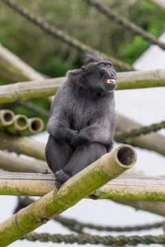 Monkey sitting on the tree and smiling Stock Photos